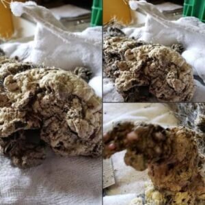 441402632 122119458524270069 7707277348438420804 N