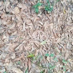 445156301 424340330428928 7952237777501182177 N