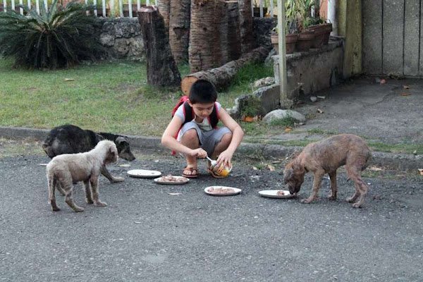 9-YEAR-OLD BOY USES POCKET MONEY TO FEED STRAY DOGS, THEN RAISES MONEY TO OPEN ANIMAL SHELTER