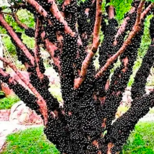 A Fruit That Boosts Energy and Supports Respiratory Health