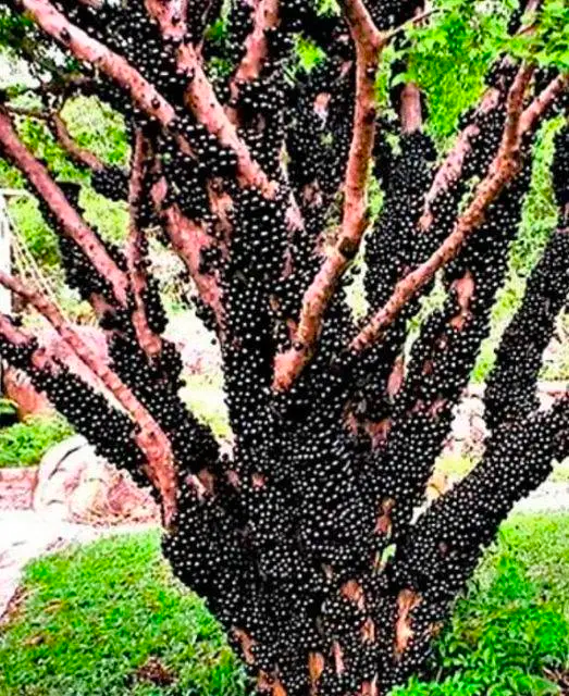 A Fruit That Boosts Energy and Supports Respiratory Health
