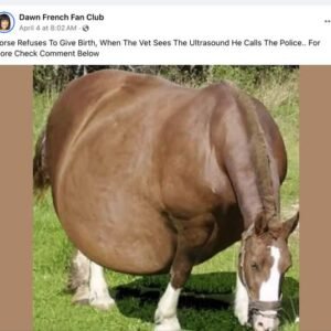 Fact Check: Viral Story Claims Vet Called Police After Reviewing Ultrasound of Horse Refusing to Give Birth. Here's the Truth