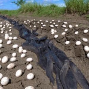 Farmer Jack’s Extraordinary Discovery