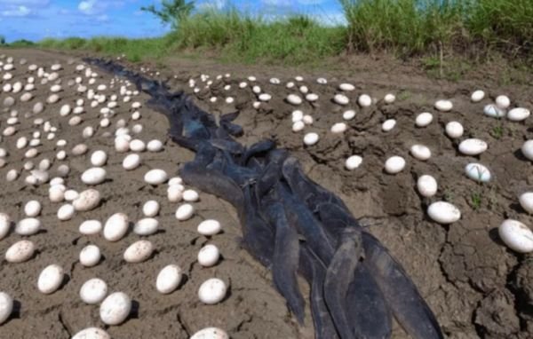 Farmer Jack’s Extraordinary Discovery Farmer Jack’s Extraordinary Discovery