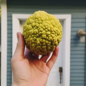 445066784 862972532540795 5287252375495472961 N 1