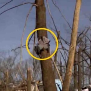 447815395 122145842408234729 6542026582536923017 N