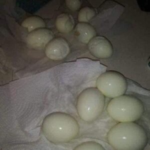 448014355 122150695106050854 5223021381840767125 N