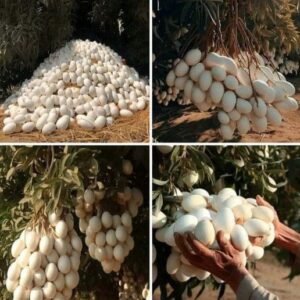 448694691 441369038726057 1488959018652290566 N