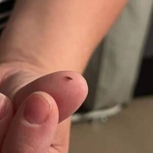 449132878 443272678535693 2441644564650340413 N