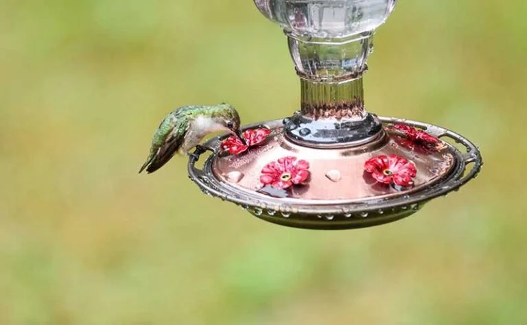 Feeder2 4 1 768x474 1