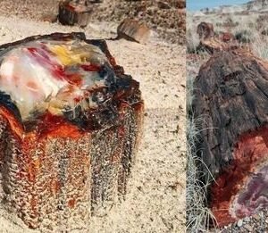 15099955898311870162