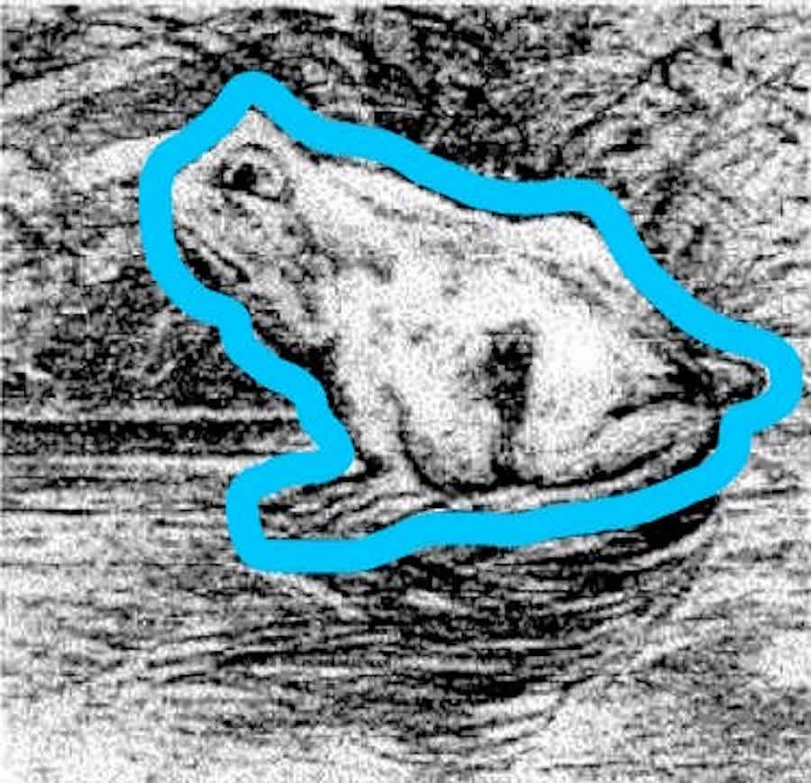 Frog1